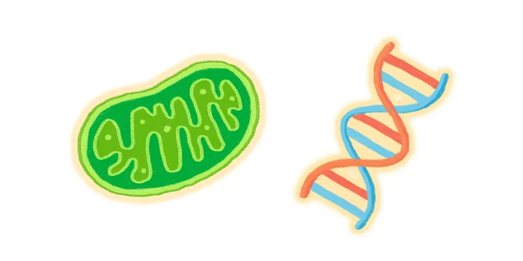 パーキンソン病に関連する遺伝子やミトコンドリア