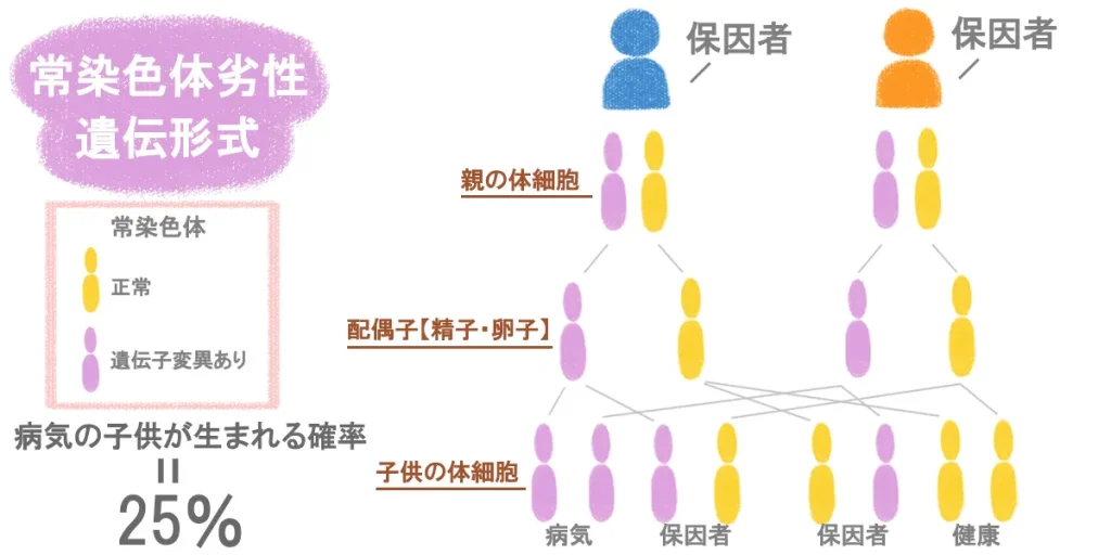親が保因者の場合、1/4の遺伝確率で子供に遺伝する常染色体劣性遺伝形式の図