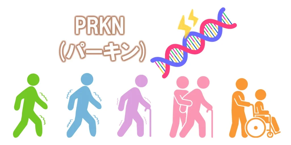 PRKN遺伝子による進行は緩やか