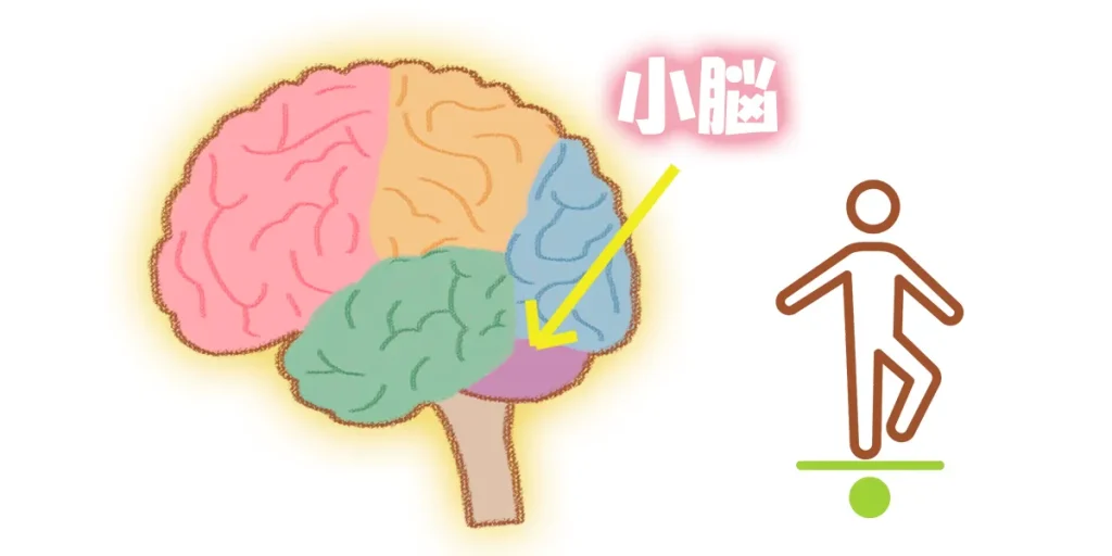脊髄小脳変性症は小脳と脊髄が変性する病気の総称